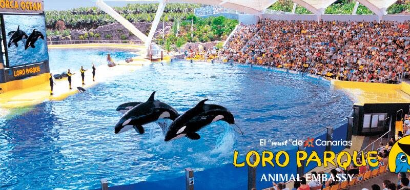 Book Loro Parque tickets online with Explore Tenerife - the ultimate guide to the island of Tenerife