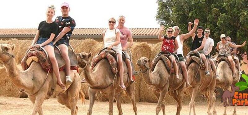 Camel Park - one of the best things to do in Tenerife and Tenerife holiday activities