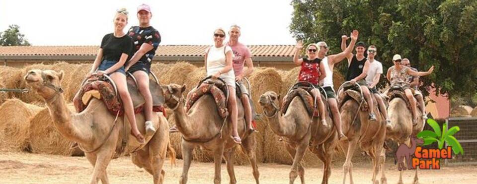 Camel Park - one of the best things to do in Tenerife and Tenerife holiday activities