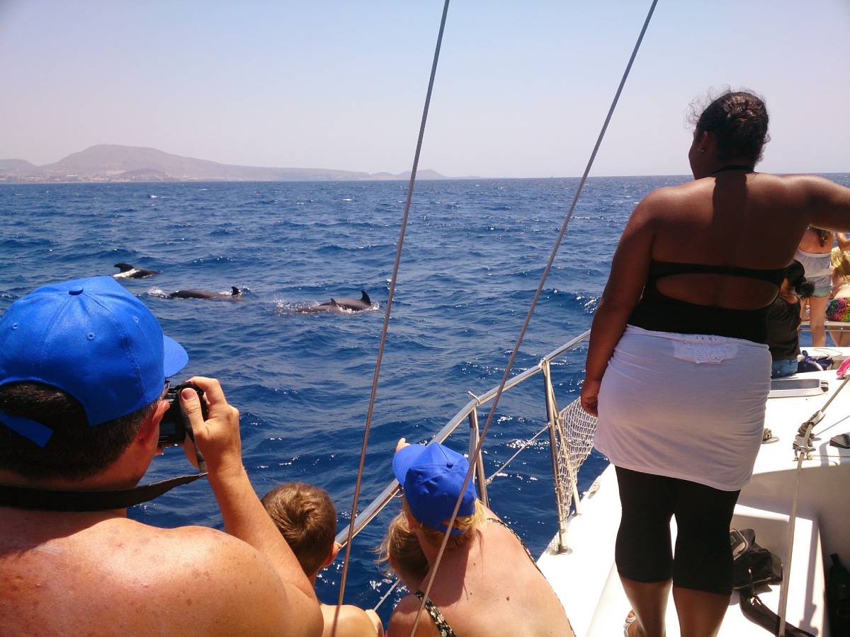 whales dolphins boat trips Tenerife